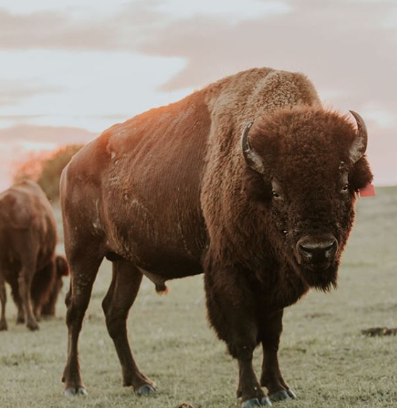 Central Nebraska Buffalo & Valpolicella Wine Dinner