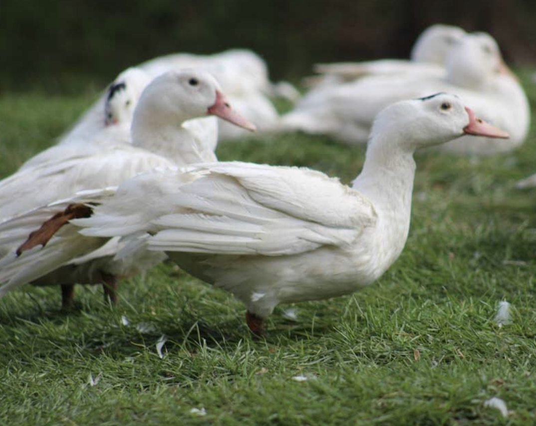 Au Bon Canard Duck w/ Special Guest Luciana Racca of Ranieri